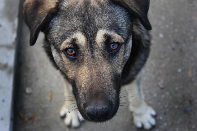 В Италии собака спасла жизнь хозяину, неделю лежавшему с переломом в горах