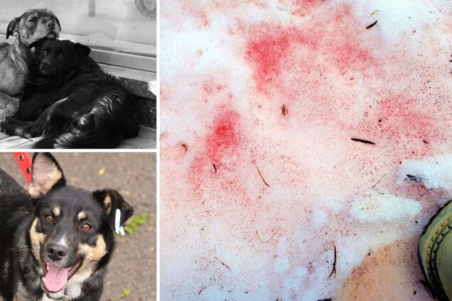 У Києві переполох через отруєння собак 'рожевим снігом': як уберегти домашніх улюбленців