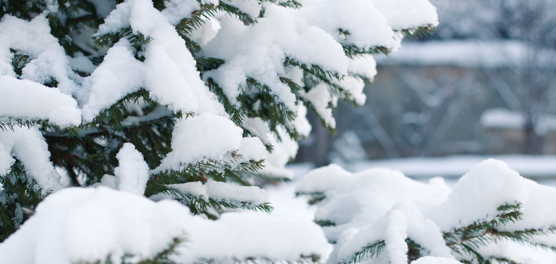 Сніг на дереві