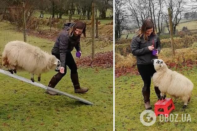 Дрессировщица научила овцу собачьим трюкам. Видео
