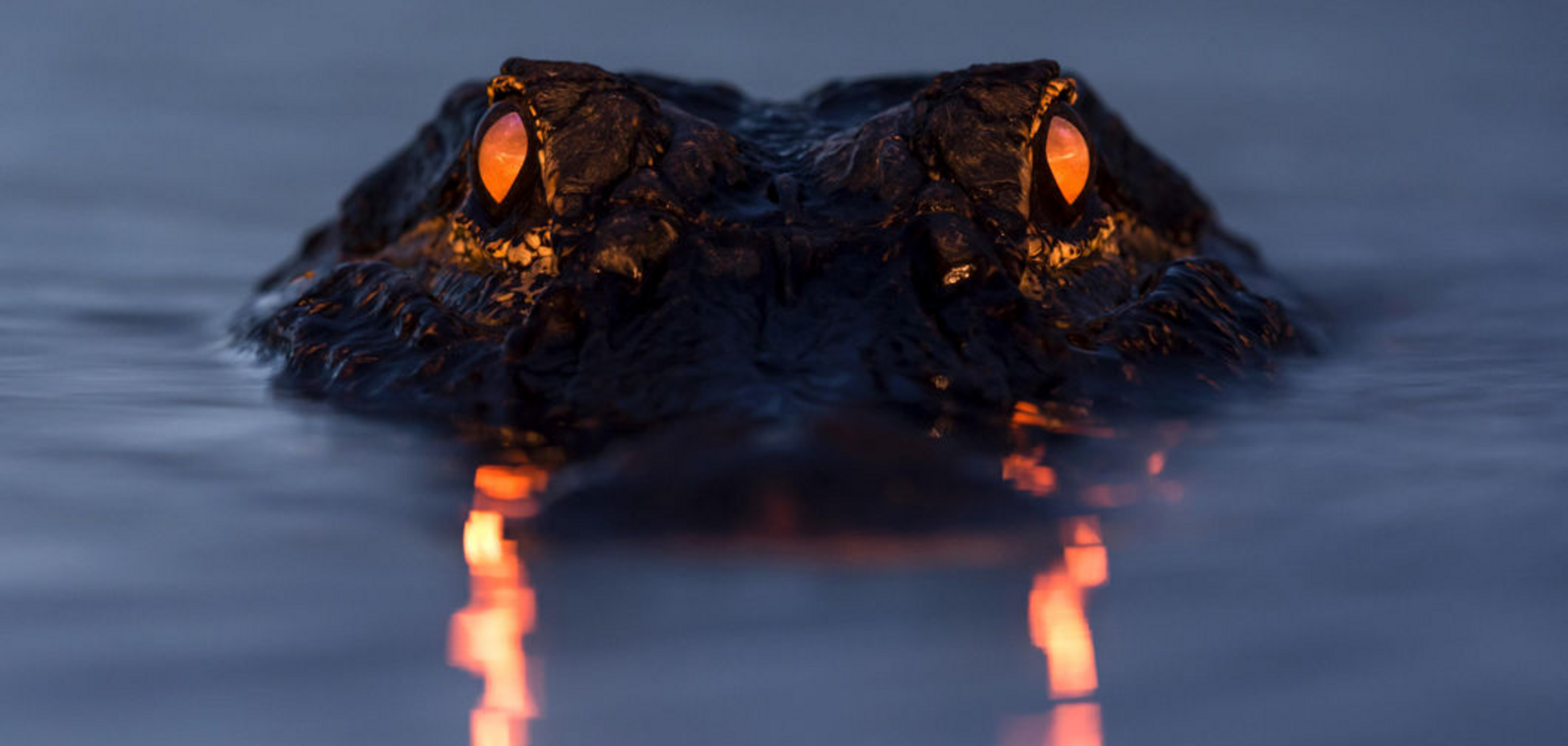 Жительница Сингапура была шокирована, обнаружив существо