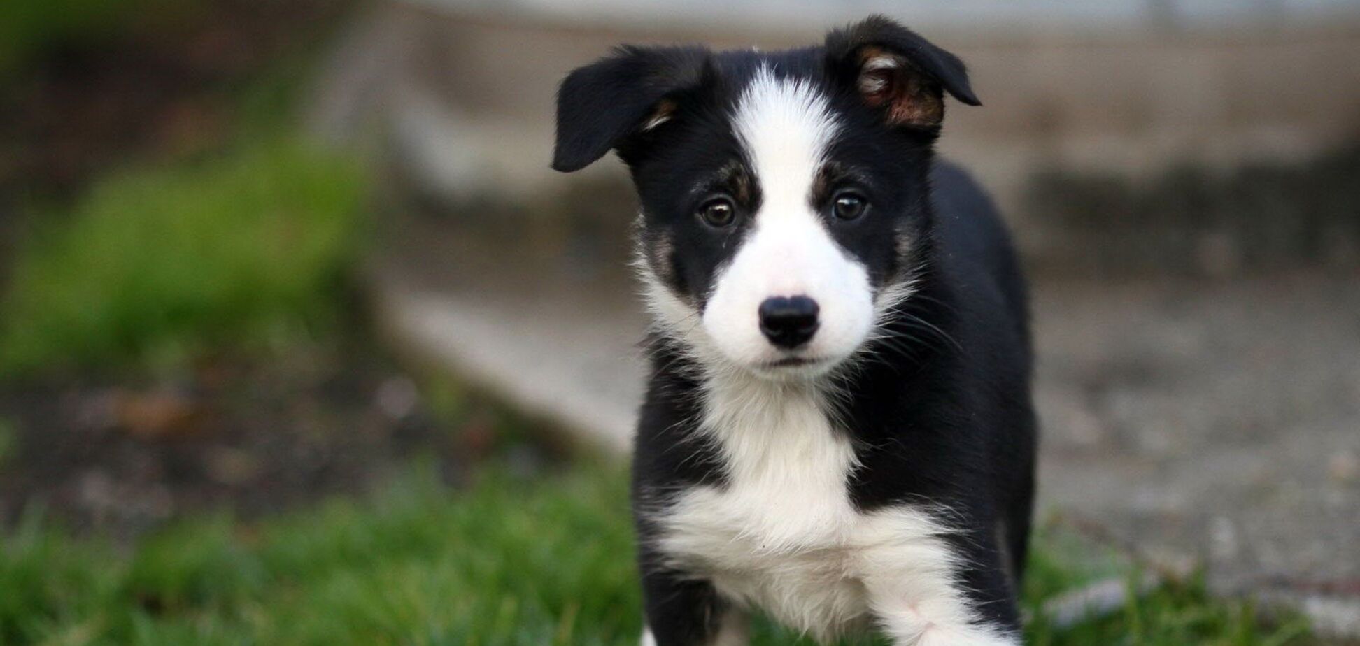 Щенок породы бордер-колли