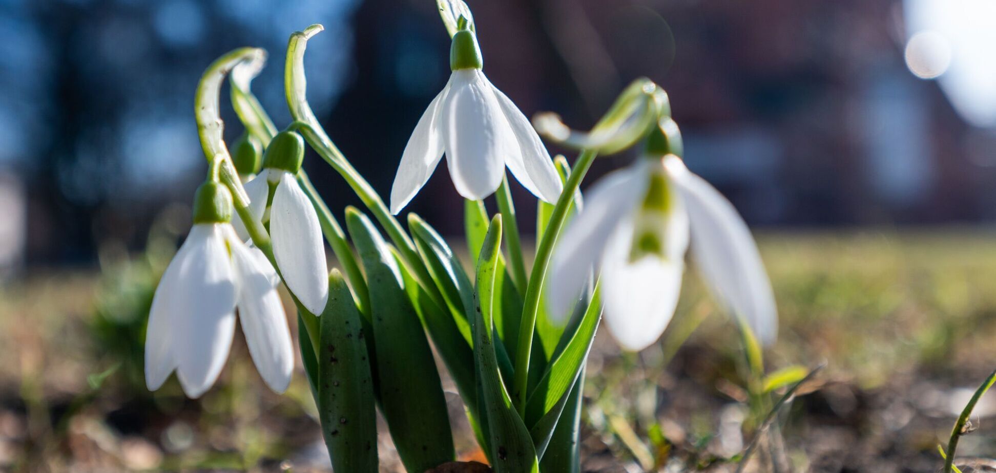 Справжня весна в Україні настане у другій половині березня
