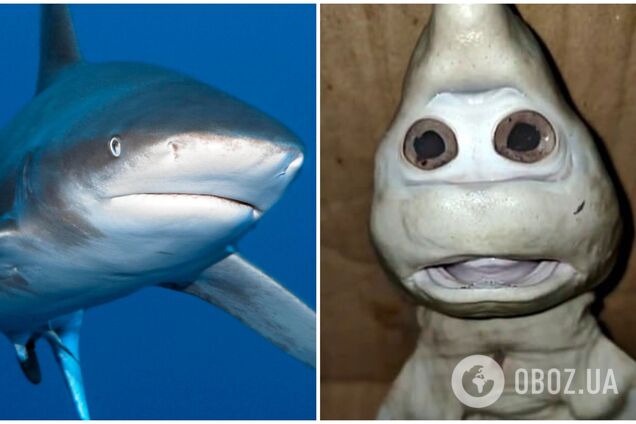 Детеныш акулы с человеческим лицом напугал сеть. Видео