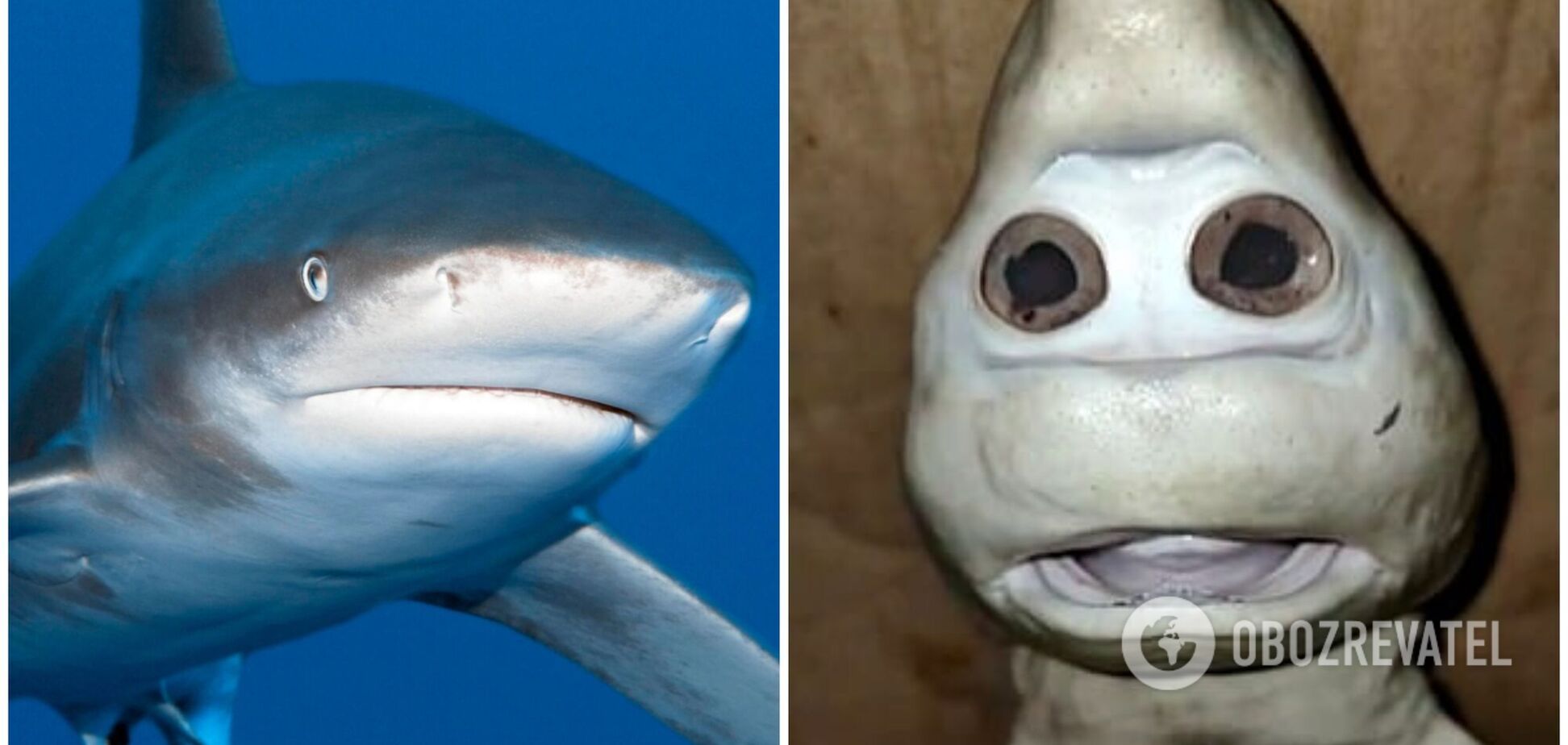 Детеныш акулы с человеческим лицом напугал сеть. Видео