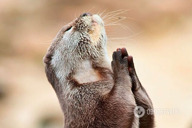 Фотографи зловили смішні ракурси диких тварин