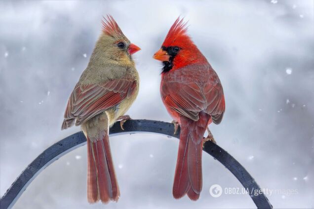 В США нашли редкую птицу