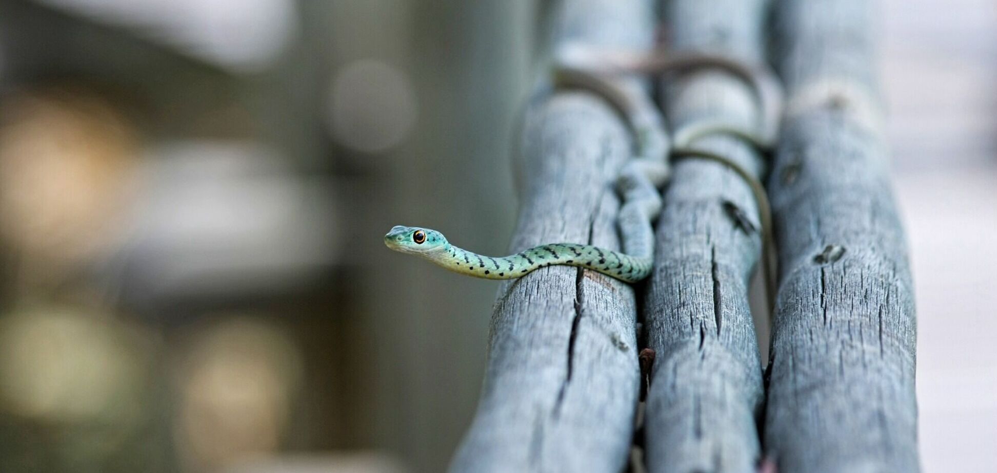 Унікальне фото зі змією спантеличило користувачів в мережі