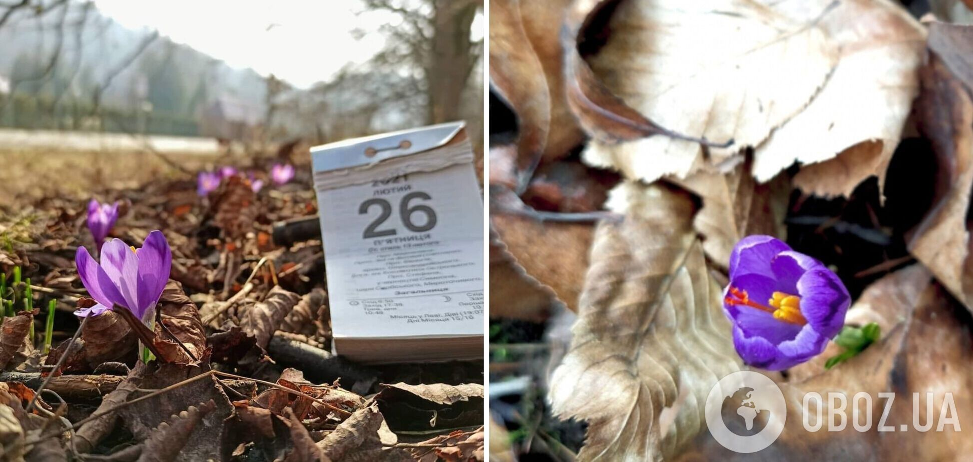 На Закарпатье расцвели первые подснежники: где их можно увидеть. Фото