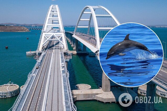 Из-за Крымского моста в Азовском море пропали редкие дельфины, – эколог
