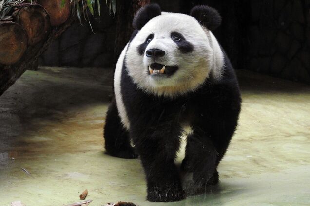 В сеть попало забавное видео голодающей панды, которая ест бамбук и падает на землю