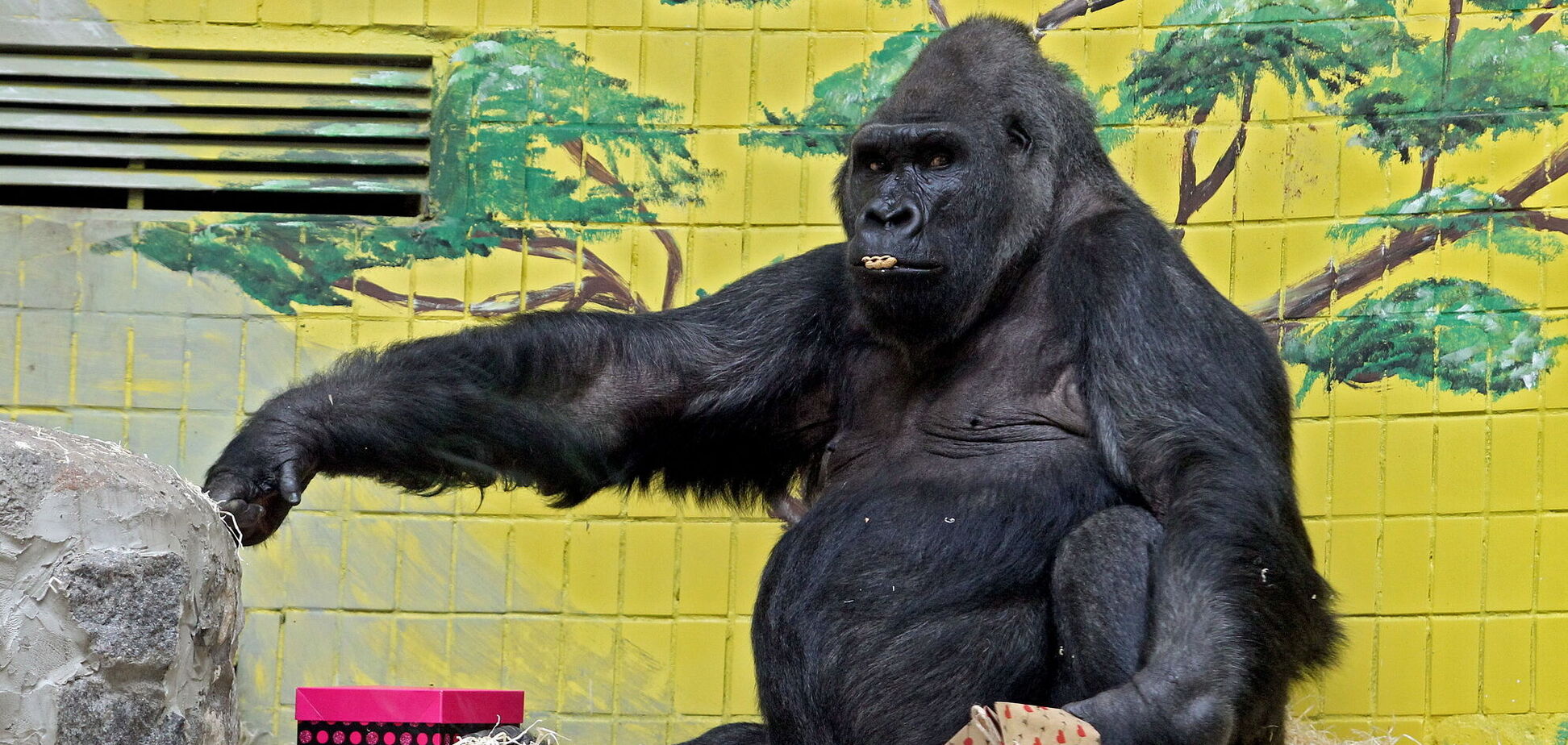 Примат перебуває під постійним наглядом фахівців