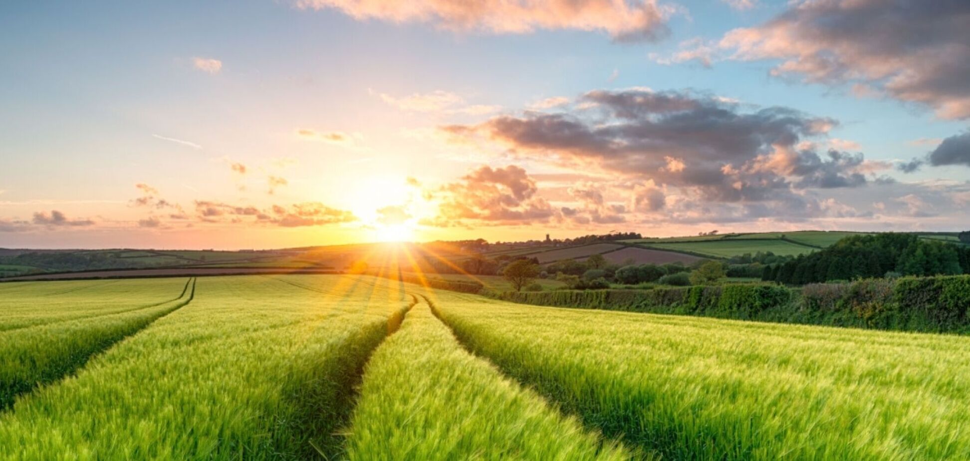 Снижение НДС для аграриев-олигархов будет стоить украинцам минимум 8 млрд, – Ляшко