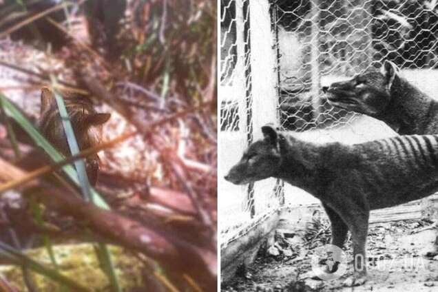 Фотограф запечатлел 'тасманийского тигра', который считается вымершим с 1936 года. Видео