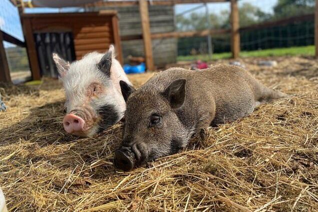 В Англии мужчина вырастил домашних свиней и гуляет с ними по городу. Фото