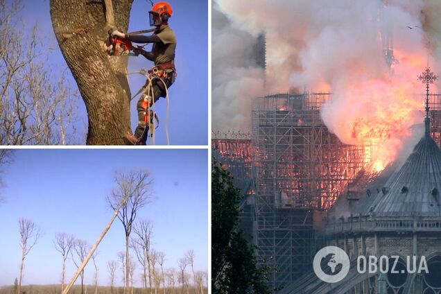 in France, 200-year-old oaks were cut for reconstruction.  Photo and video