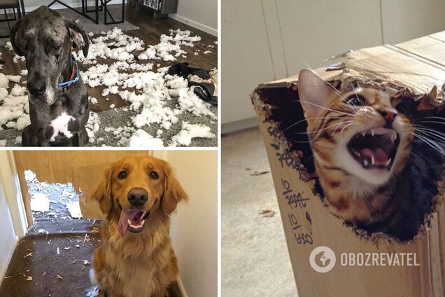 Тварини вдають непричетність до збитків