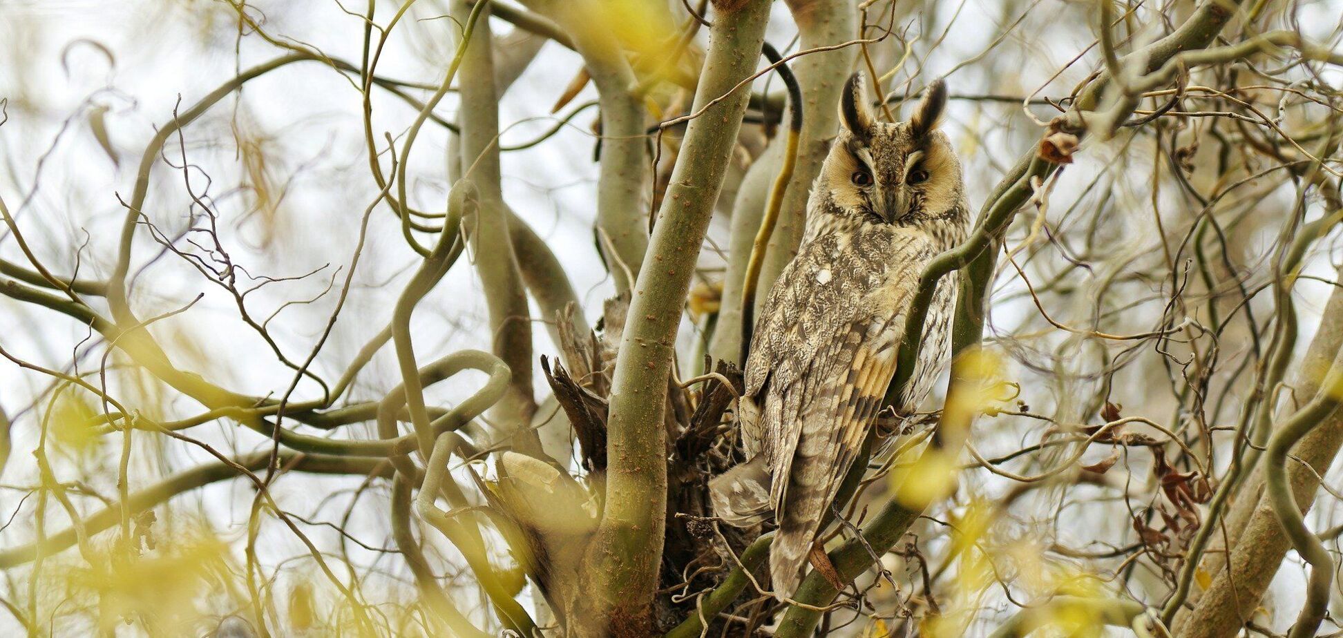 11 березня: свято, прикмети й іменинники