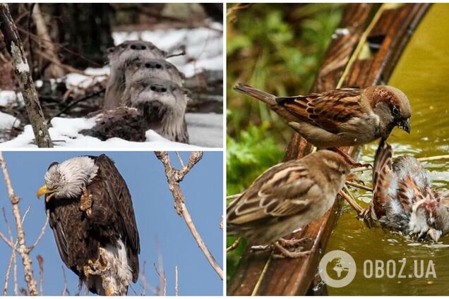 Топ-7 неудачных фото животных, которые довели сеть до слез