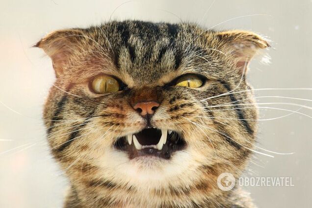 Коти – незалежні тварини