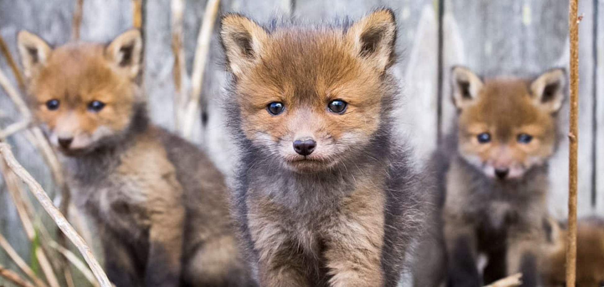 Братва лисинят пильно стежать за ситуацією навколо