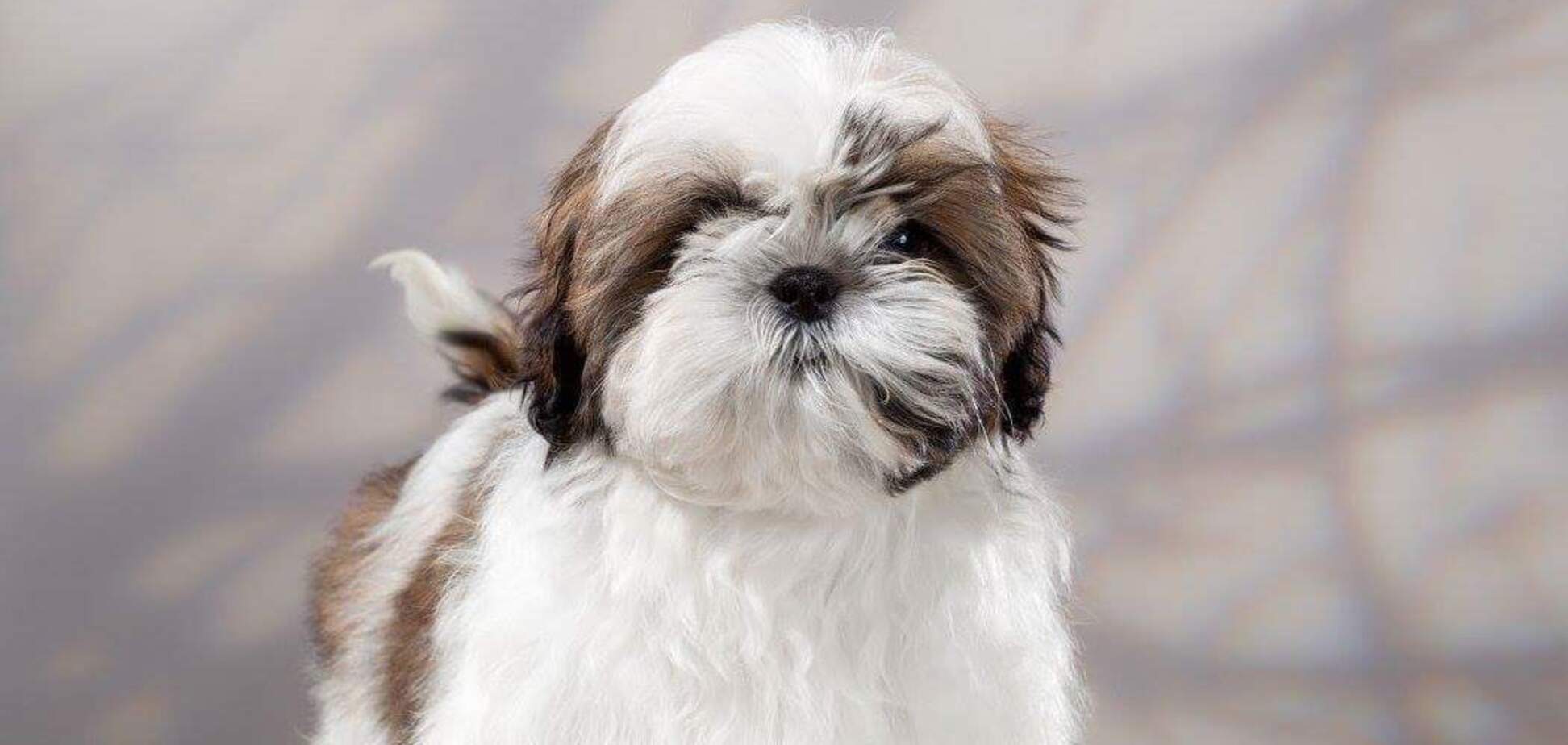 Щенок расплылся в улыбке и стал звездой в сети. Видео