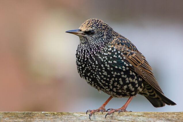 Сотни скворцов слетелись в небе в форме птицы. Удивительное видео