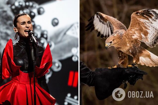 В группе Go_A опровергли эксплуатацию краснокнижной птицы на съемках клипа для 'Евровидения 2021'