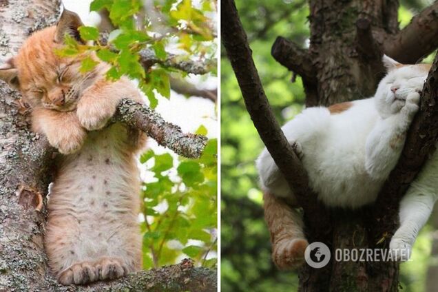 Коты выбрались на дерево, чтобы поспать в тишине