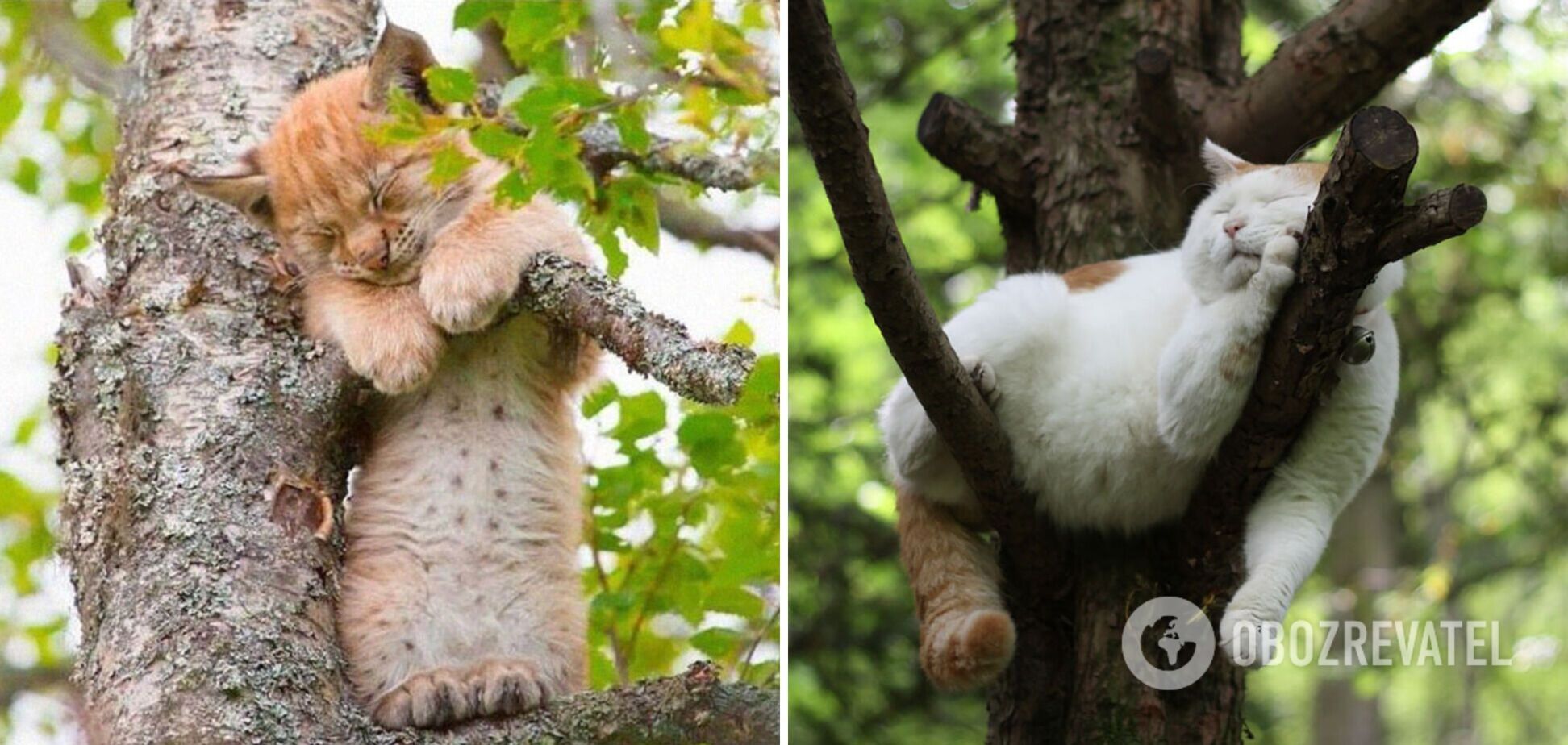 Коти вибралися на дерево, щоб поспати в тиші
