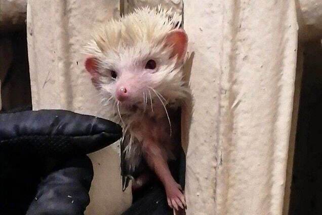 В Киеве спасли экзотического ежа, который застрял в батарее. Фото