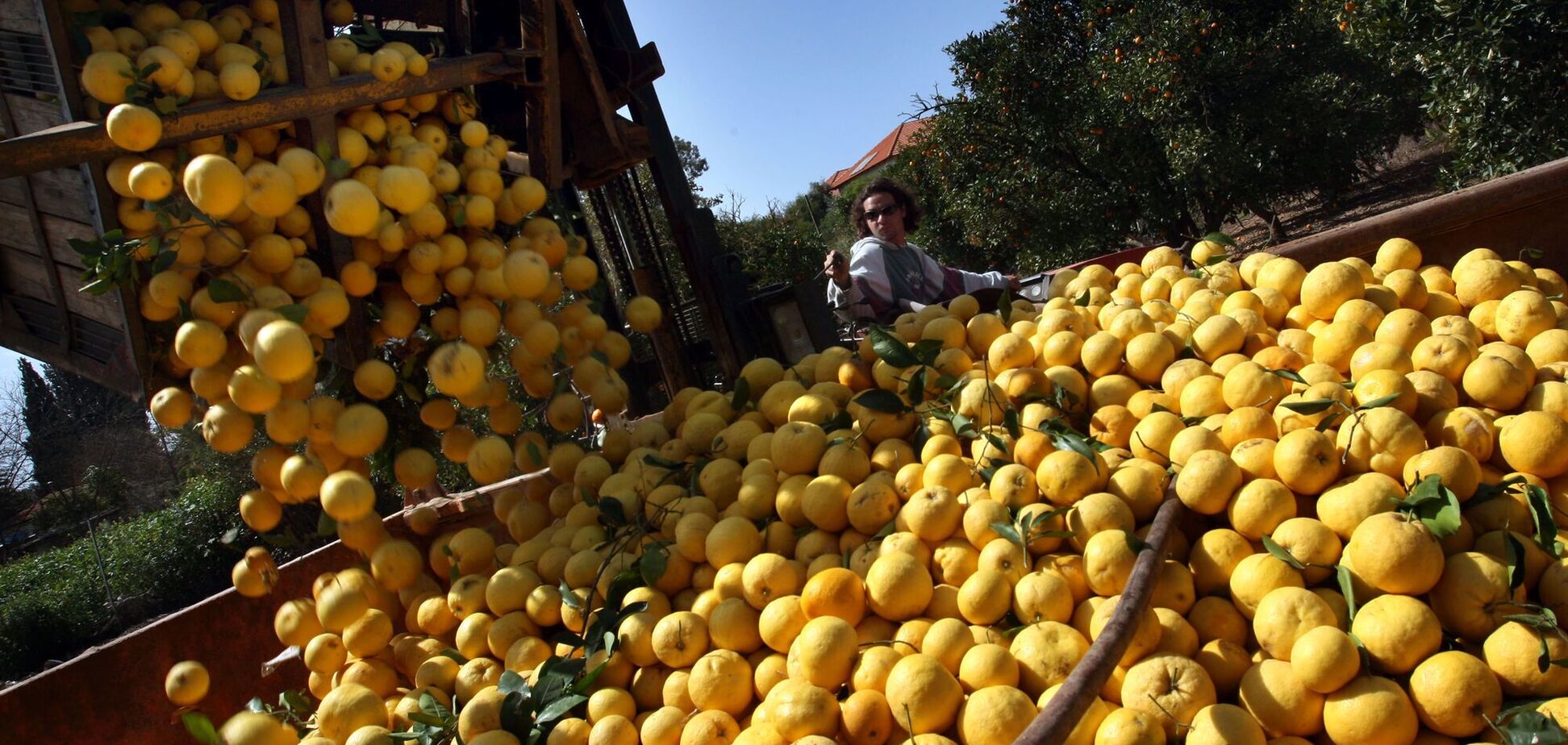 В Украину из Турции завезли фрукты с опасным пестицидом