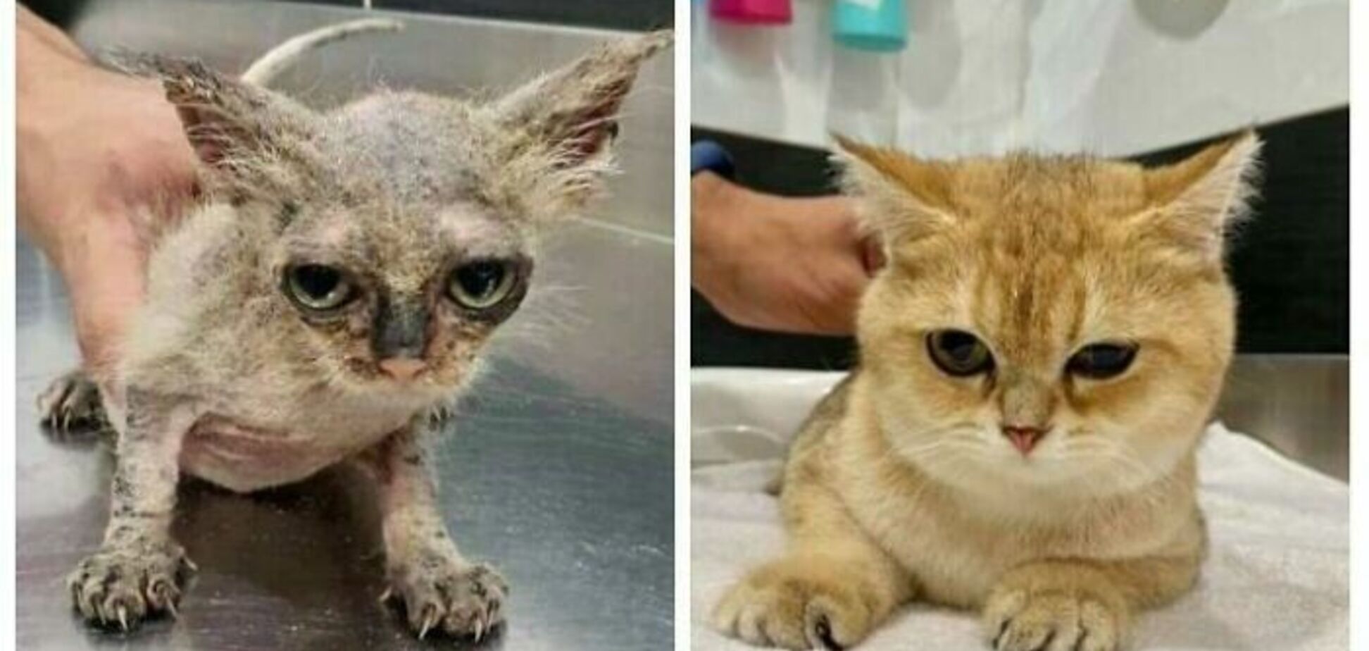 Ветеринар вилікував кота від грибка