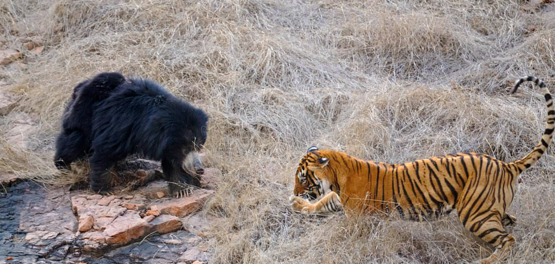 На спаривающихся тигров напала медведица: момент попал на фото