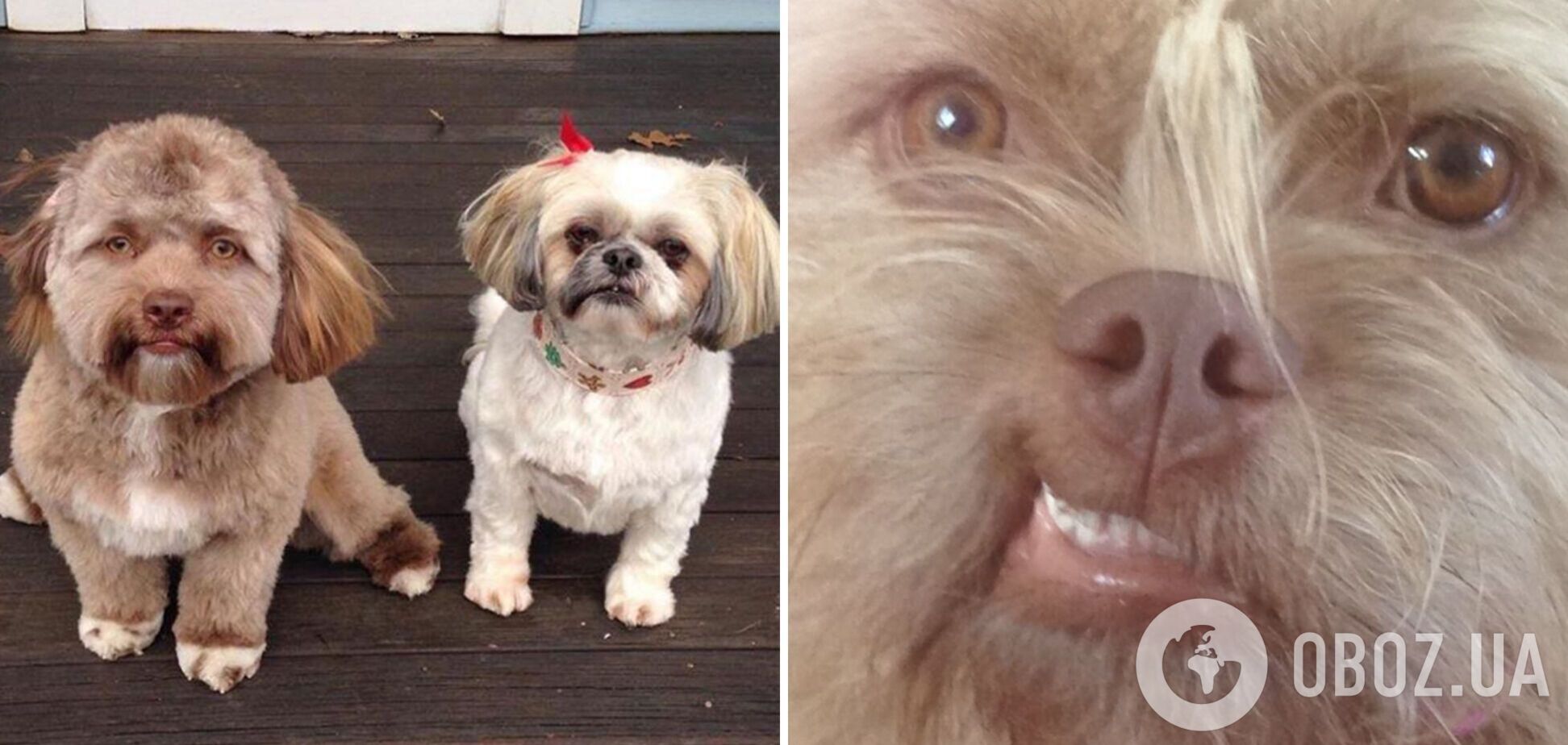 Эти любимцы похожи на людей и обладают одинаковыми манерами поведения