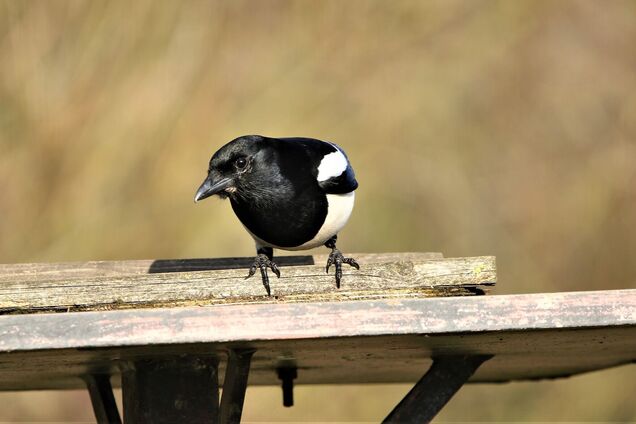 22 марта: что нельзя делать, приметы на праздник Сороки и именинники
