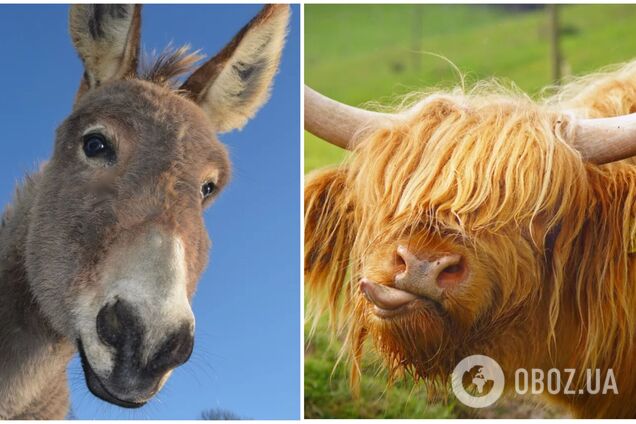 Маленький віслюк дав стусана 800-кілограмовому бику. Кумедне відео