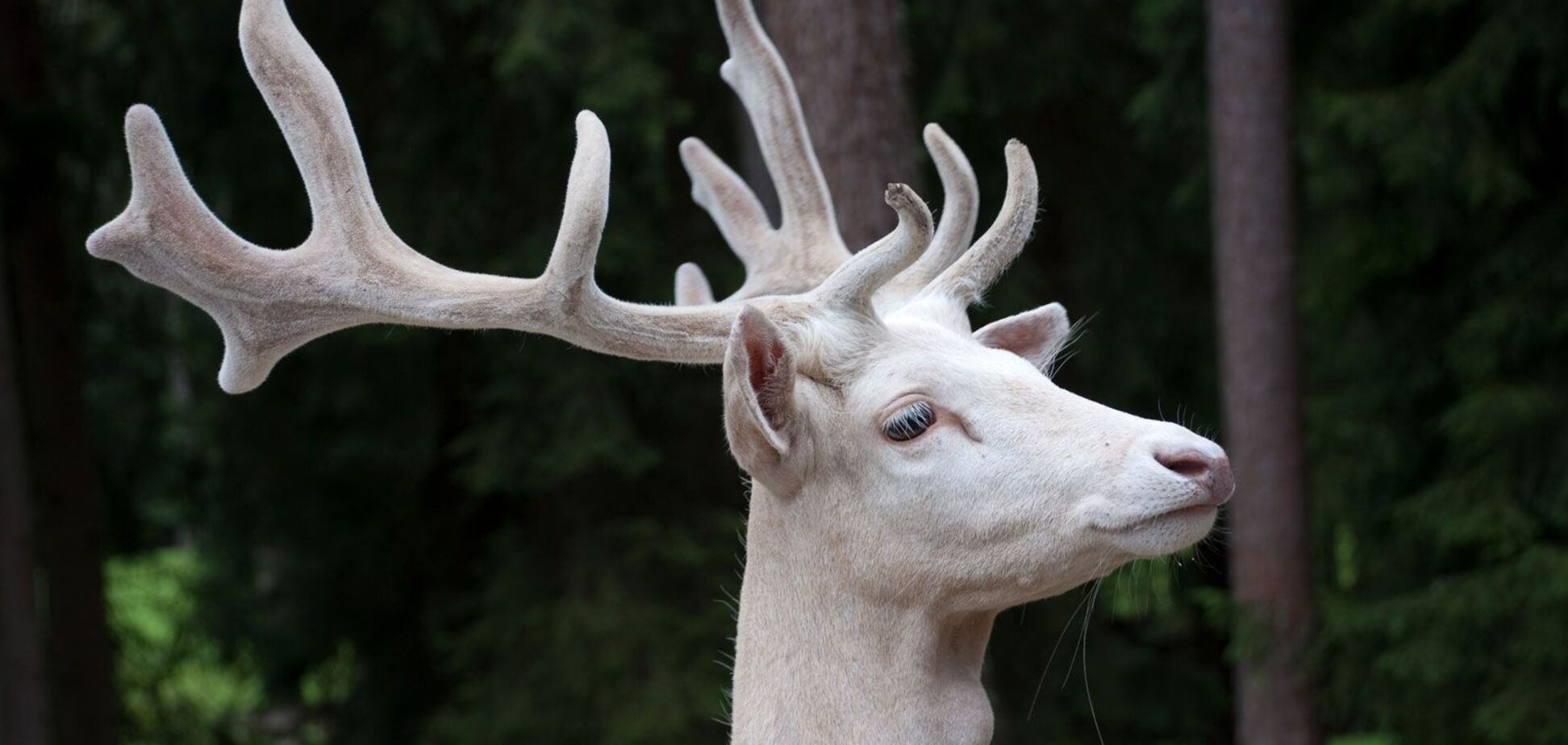 В Англії сфотографували рідкісних білих оленів