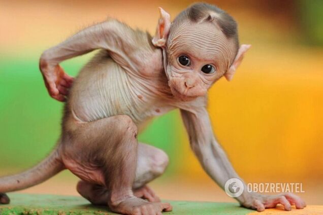 Смішні позування тварин