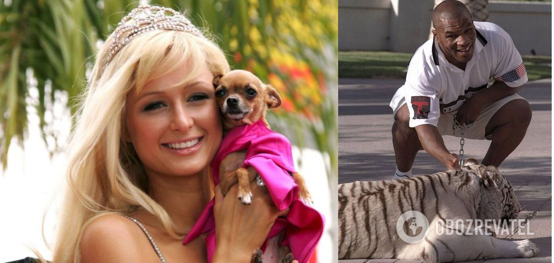Тайсон тримав удома тигра, а Періс Хілтон любить карликові породи собак