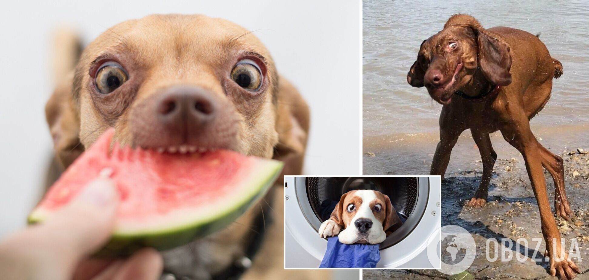 10 кумедних фото собак, які змусять сміятися кожного