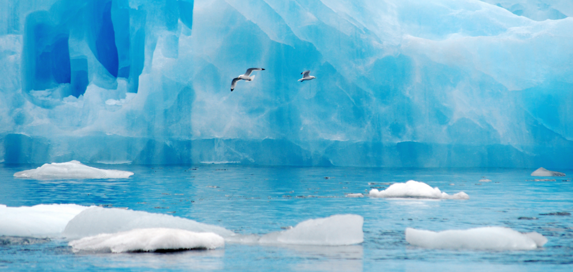 Арктика может позеленеть из-за глобального потепления – ученые