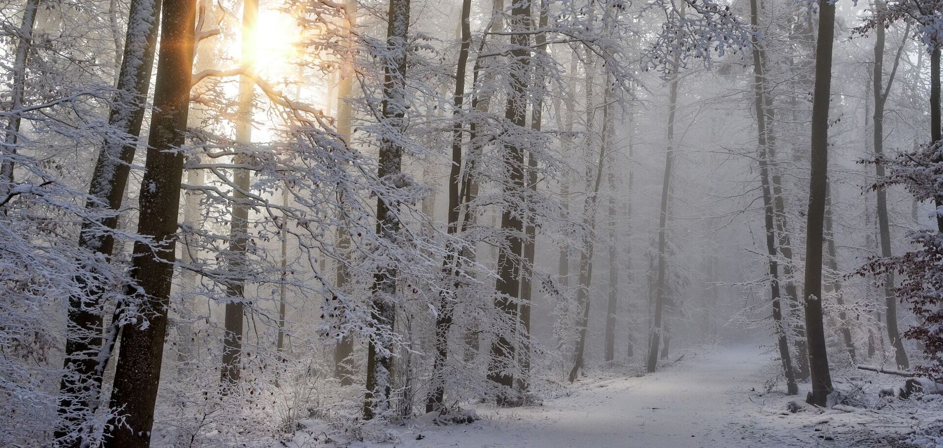 Снег в лесу