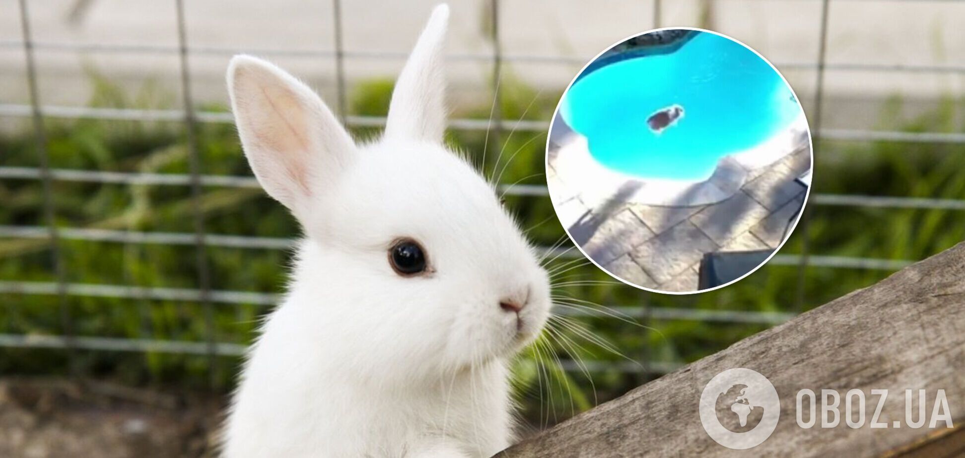 Кролик стрибнув 'бомбочкою' в басейн і налякав хазяйку. Відео