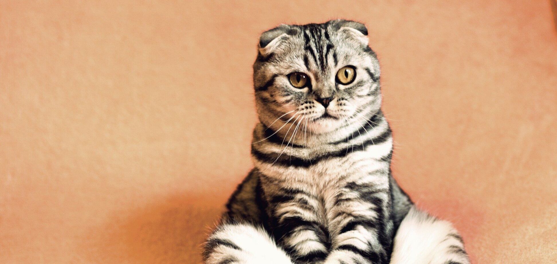 Кот с огромными клыками стал звездой