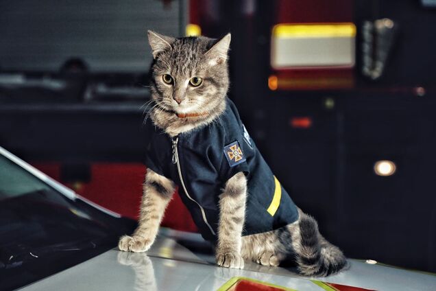 В Киеве показали фото кота, получившего звание майора