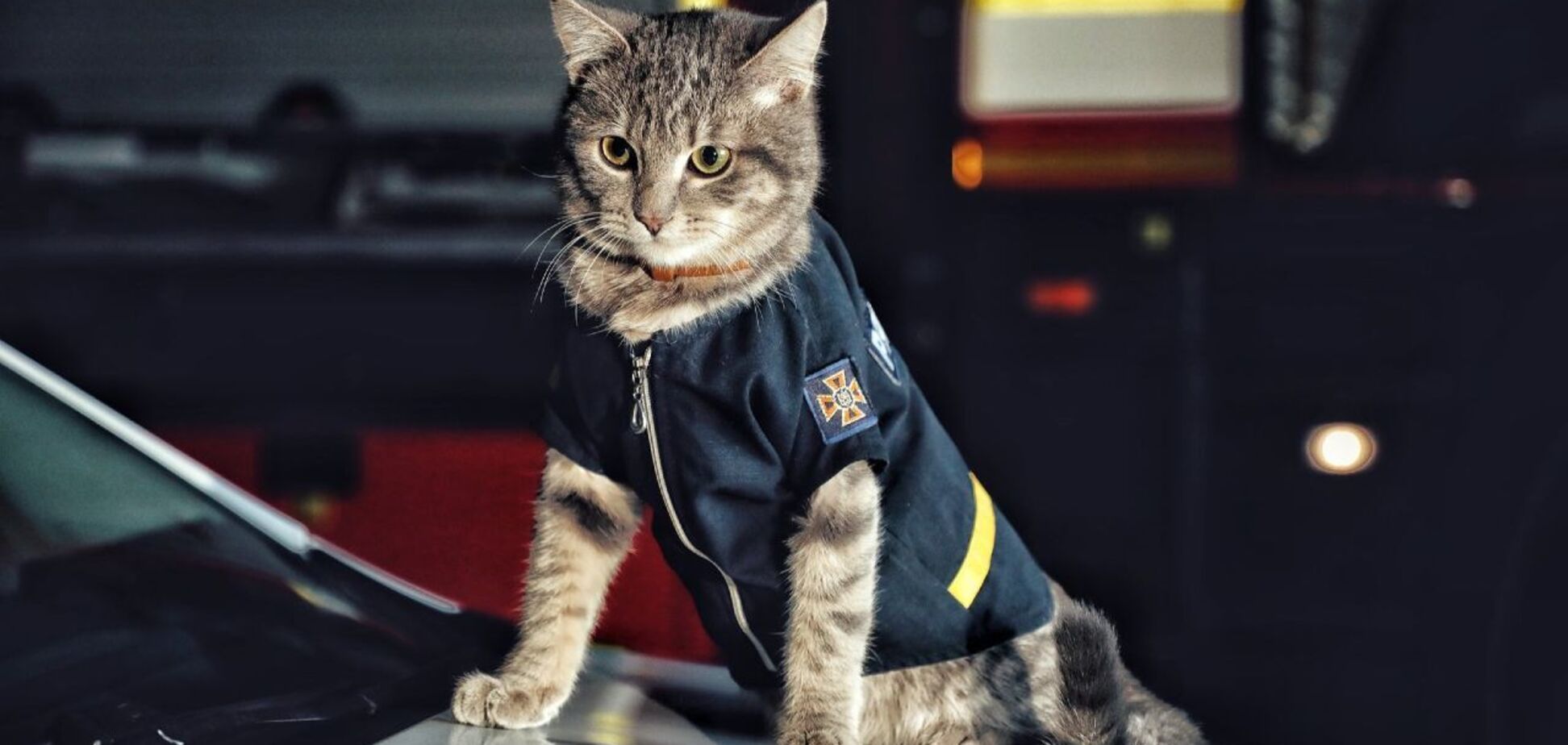 В Киеве показали фото кота, получившего звание майора