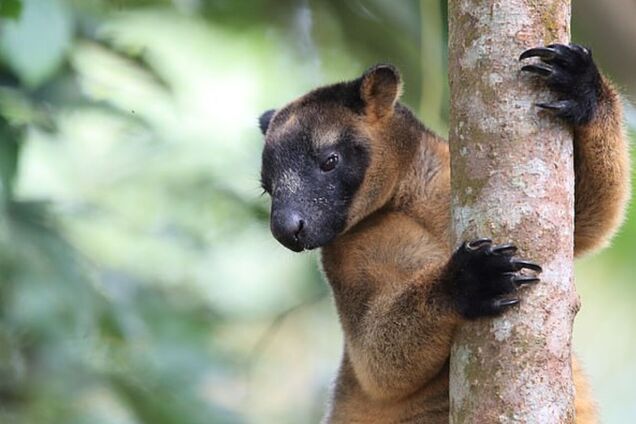 Кенгуру раньше лазили по деревьям: найдены доказательства. Фото