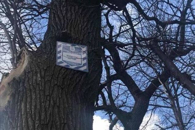 У Києві знищили столітні дуби в Голосіївському лісі – в Держекоінспекції відреагували. Фото