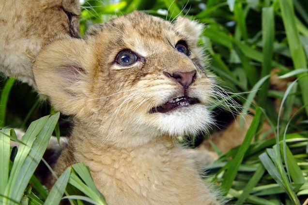 Львенок умилил сеть большим животом после сытного обеда. Фото
